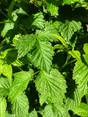 Green leaves of a raspberry bush with dew.