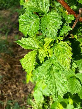 Green leaves of a raspberry bush with dew.
