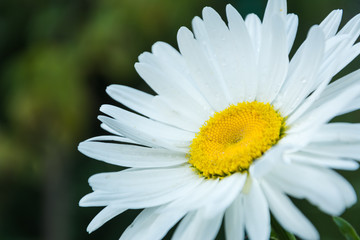 Obraz premium Blooming chamomile in the garden
