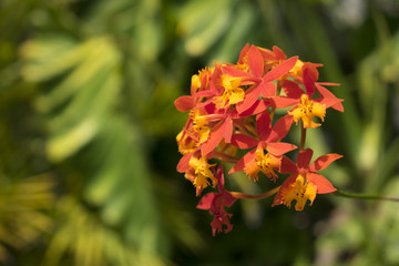 Orquidea en verano