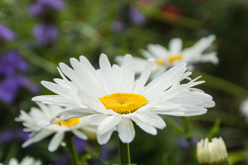 Blooming chamomile in the garden