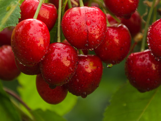 Cherry on a tree branch