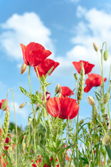 Field with red translucent poppy flowers in rays of sunlight