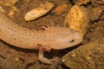 Larval Blue Ridge Red Salamander (Pseudotriton ruber nitidus)