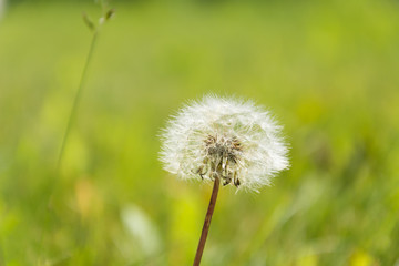 Dandelion blowing seed