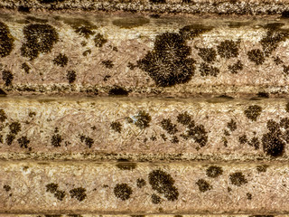 An old roof, perfect asymmetrical symmetry.
