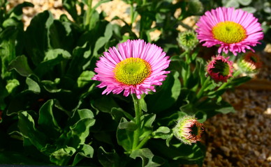 Obraz premium pâquerette rose,jardinage