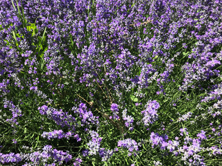 Obraz premium Lavandula angustifolia background