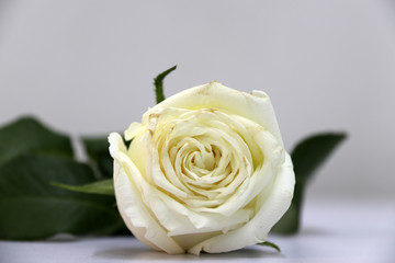 White color of rose and green leaf on the white floor. The concept of chaste love or valentine.