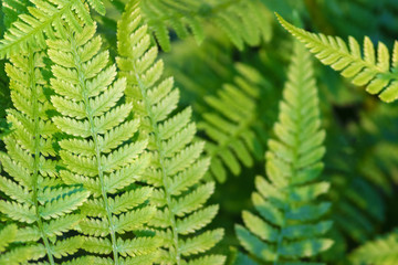 Fototapeta na wymiar beautiful ferns leaves, green foliage natural floral fern background in sunlight