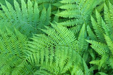 beautiful ferns leaves, green foliage natural floral fern background in sunlight
