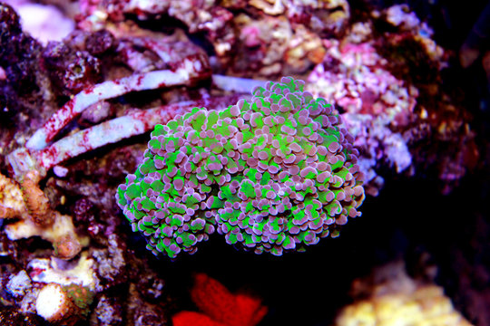 Euphyllia large polyps stony coral is one of the most live decoration in coral reef aquarium tanks