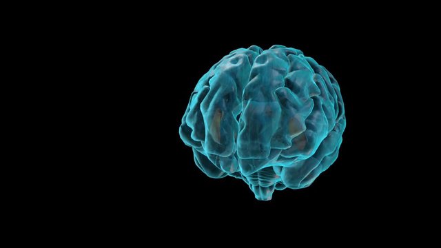 BRAIN-The Insula
Human Brain Atlas