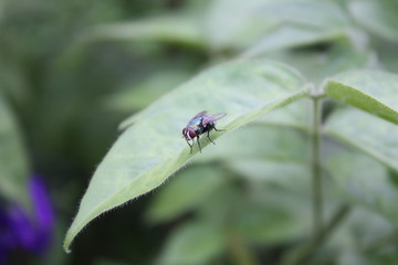 Fototapeta premium A fly in nature
