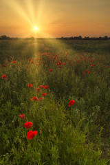 Poppy field. Wild red poppies flowers. Poppies in nature. Poppies at  sunset with sun rays