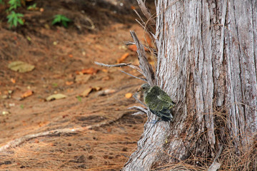 Chick of predator bird, Curieuse Island, Curieuse Marine National Park, Seychelles