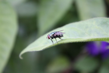 A fly in nature