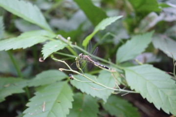 A dragonfly in the green garden