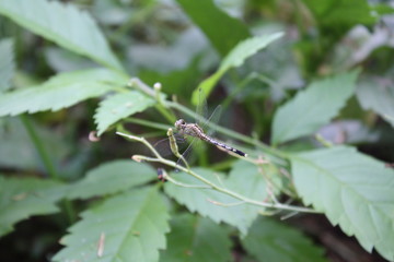 A dragonfly in the green garden