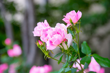 Beautiful colorful roses, roses for Valentine Day.