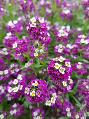 round buds of small purple and white flowers