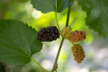 The branches of ripe mulberry. Close up.