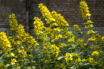 Yellow flowers background.