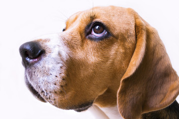 cute beagle dog lies on the floor close-up