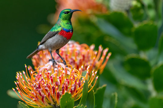 Southern double-collared sunbird or lesser double-collared sunbird (Cinnyris chalybeus)