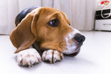 cute beagle dog lies on the floor close-up