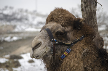 Camel