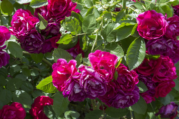 The bushes of pink roses. Close up.