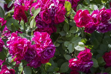 The bushes of pink roses. Close up.