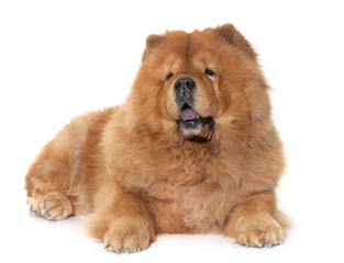 Obraz premium chow chow dog