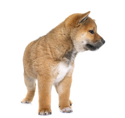 Fototapeta premium puppy shiba inu