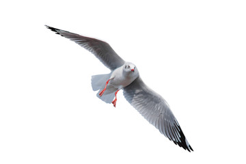 Seagull flying isolated on white background - clipping paths