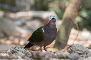 Portrait of a bird in the garden