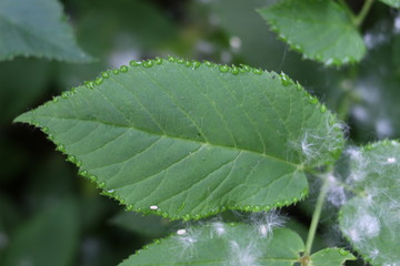 Green leaf in white fluff