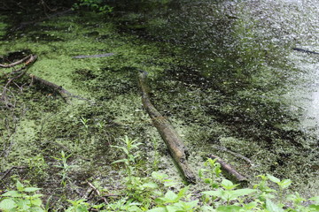 Green swamp