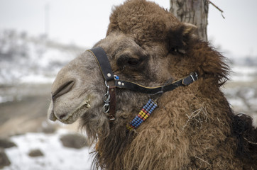 Camel