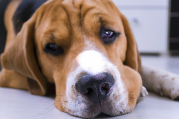 cute beagle dog lies on the floor close-up