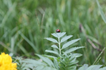 A beetle in the garden