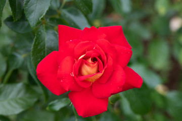 赤と黄色のばら「希望」の花のアップ