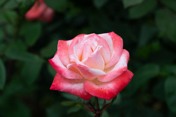 赤と白のばら「丹頂」の花のアップ	