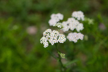 白いセイヨウノコギリソウの花のアップ