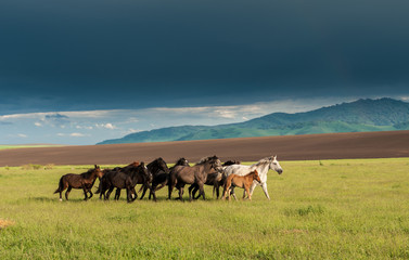 IN THE VAST ALTAI