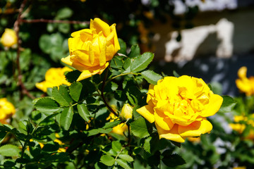 Beautiful bush of yellow roses in the garden