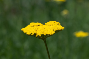 黄色いノコギリソウの花のアップ	