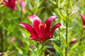 赤いユリの花のアップ