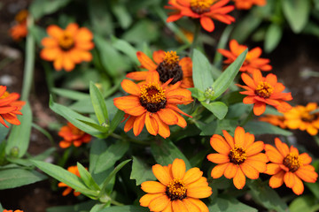 オレンジ色のジニアの花のアップ